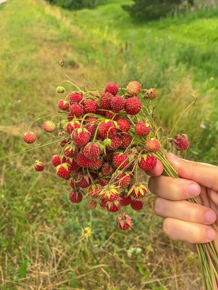 Berry Bounty: Handpicked Harvest Delights